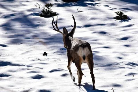 White Tail Deer Stock Photos