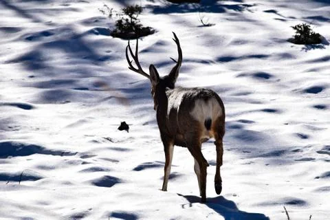 White Tail Deer Stock Photos