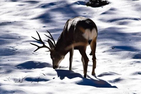 White Tail Deer Stock Photos
