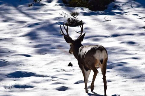 White Tail Deer Stock Photos