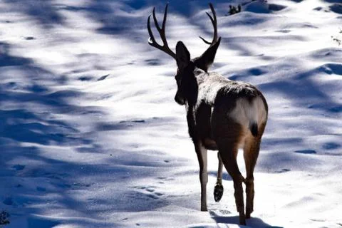 White Tail Deer Stock Photos