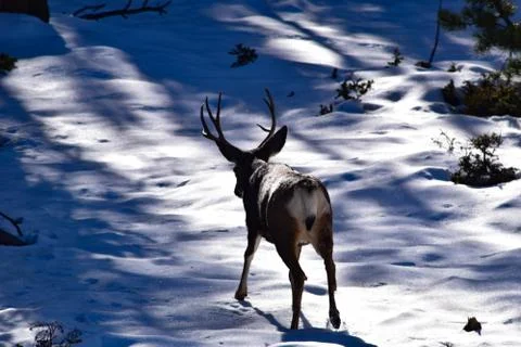 White Tail Deer Stock Photos