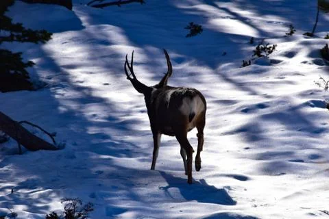 White Tail Deer Stock Photos