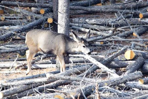 White tail deer Stock Photos