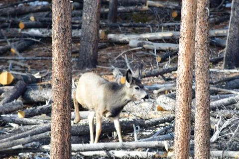 White tail deer Stock Photos