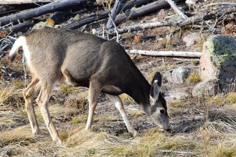 White tail deer Stock Photos