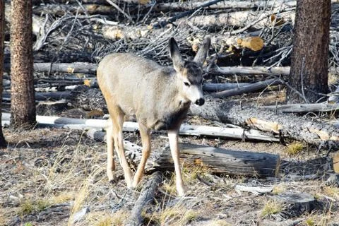 White tail deer Stock Photos