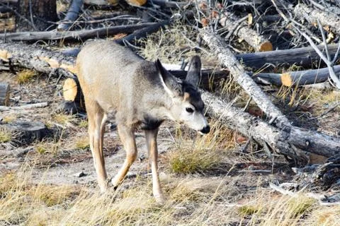 White tail deer Stock Photos