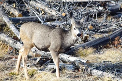 White tail deer Stock Photos