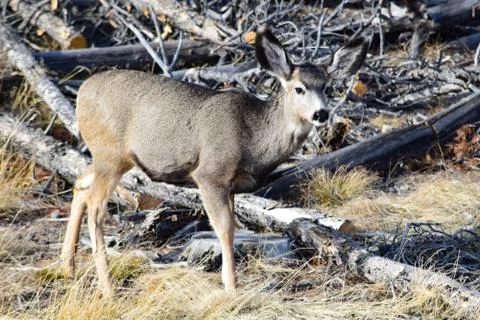 White tail deer Stock Photos