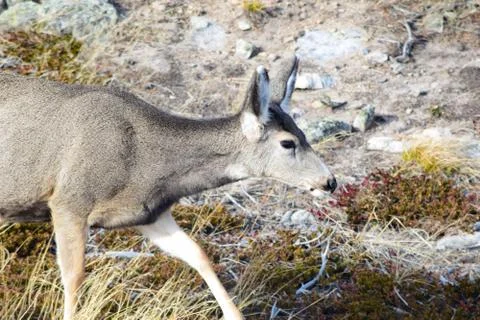 White tail deer Stock Photos
