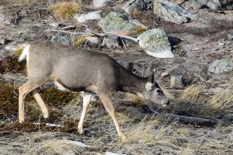 White tail deer Stock Photos