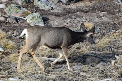 White tail deer Stock Photos