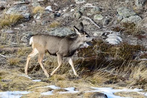White tail deer Stock Photos