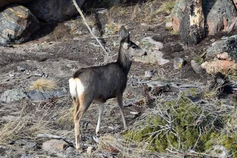 White tail deer Stock Photos