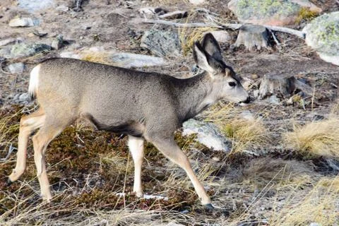 White tail deer Stock Photos