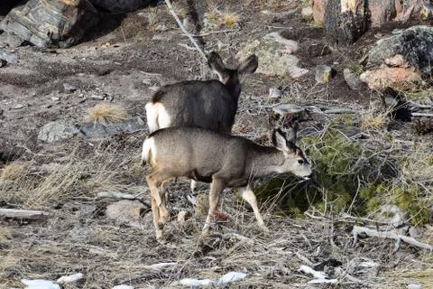 White tail deer Stock Photos