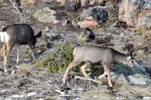 White tail deer Foto stock