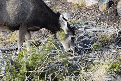 White tail deer Stock Photos