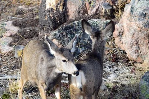 White tail deer Stock Photos