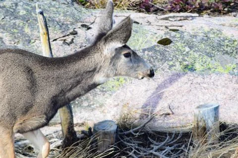 White tail deer Stock Photos