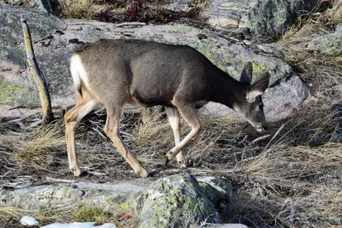 White tail deer Stock Photos