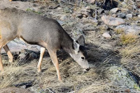 White tail deer Stock Photos