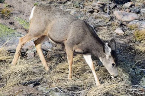 White tail deer Stock Photos