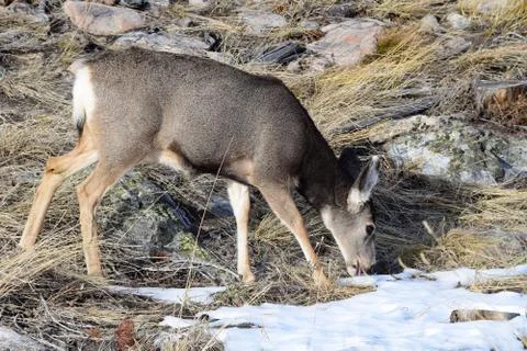 White tail deer Stock Photos