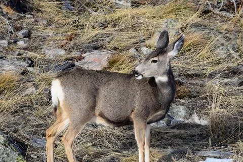 White tail deer Stock Photos