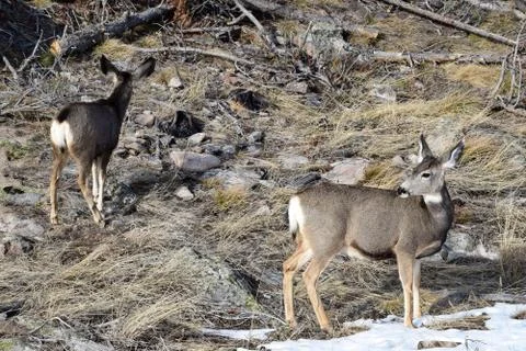 White tail deer Stock Photos