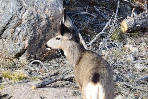 White tail deer Stock Photos