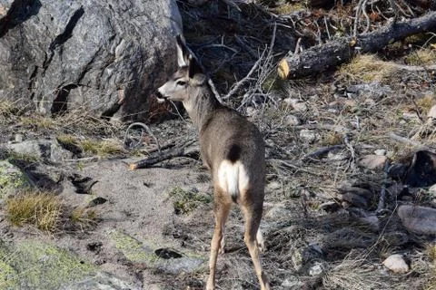 White tail deer Stock Photos