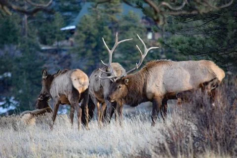 White tail deer Stock Photos