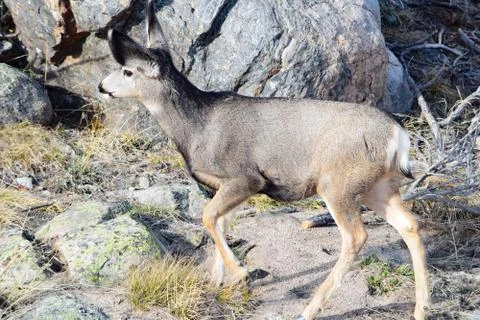 White tail deer Stock Photos
