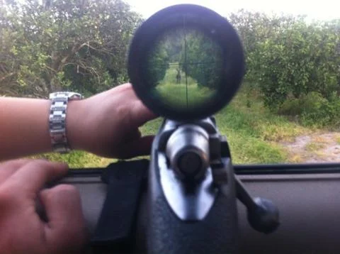 White Tail Deer Stock Photos