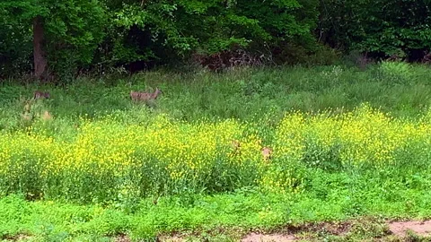 White tail deer in rapeseed Stock Footage 153436873