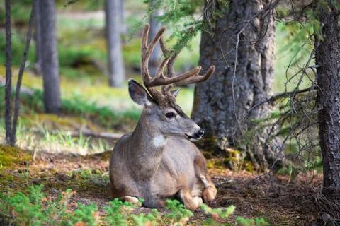 White tail deer resting Foto stock