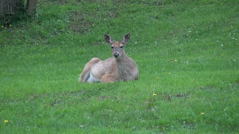 White Tail Deer Ruminating - Chewing Its Cud Stock Footage 90353863