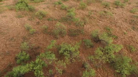 White tail Deer running through the trees Stock Footage 60793885