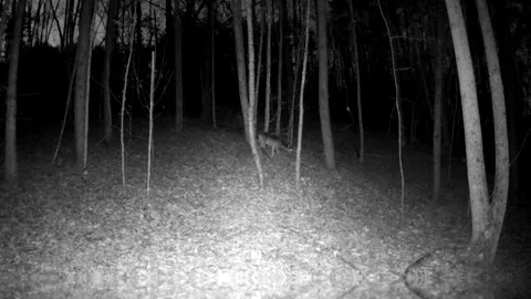 White Tail Deer Spooked While Grazing in North Carolina Foothills Stock Footage 318047444