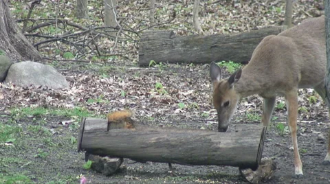 White Tail Deer &amp; Squirrel Eat Video stock 38528696