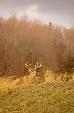 White tail deer staying low during hunting season. 1/5 Stock Photos