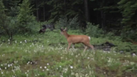 White tail deer walking in forest Stock Footage 112365946