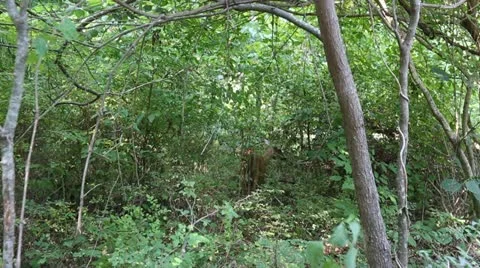 White Tail Deer in the woods Stock Footage 11517852