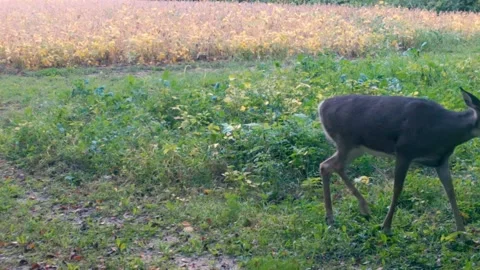 White tail deer - young doe in a deer food plot near a soybean field in Stock Footage 260315182