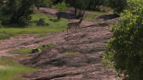 White tail doe 2 Stock Footage 21483121