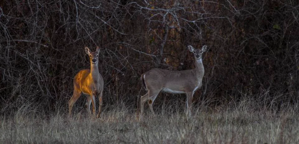 White Tail Doe Caught in Sunlight Stock Photos