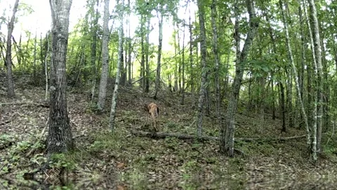 White Tail Doe Cleans Her Coat in North Carolina Foothills Stock Footage 318047564