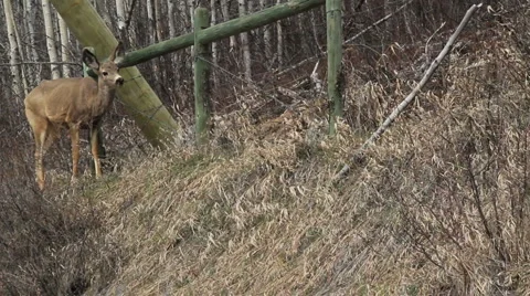 White tail doe crawls under fence Stock Footage 4613231